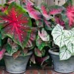 Caladium (tinhorão) em vasos com folhas coloridas rosa, verde e branco