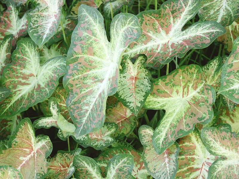 caladium verde (tinhorão) com folhas verdes variegadas e nervuras claras