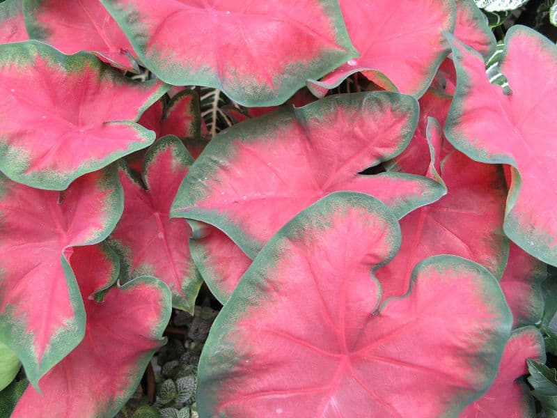 caladium vermelho (tinhorão) com folhas rosadas e bordas verdes em close