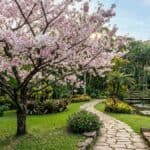 cerejeira do japão florida em jardim brasileiro