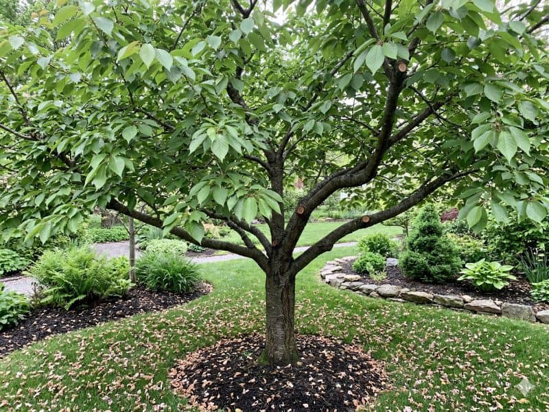 cerejeira do japão podada com estrutura preservada no jardim