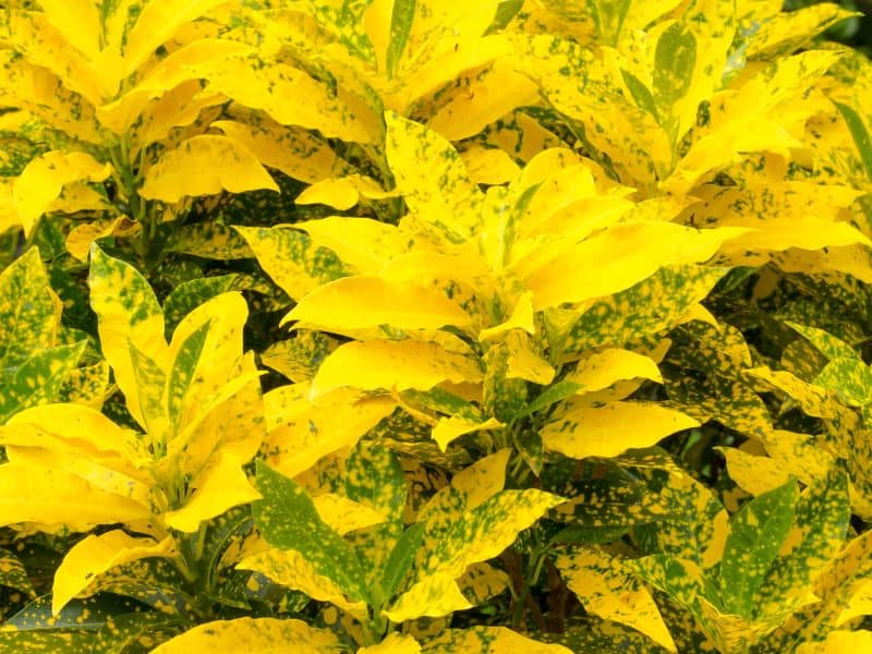 cróton amarelo com folhas variegadas em amarelo e verde