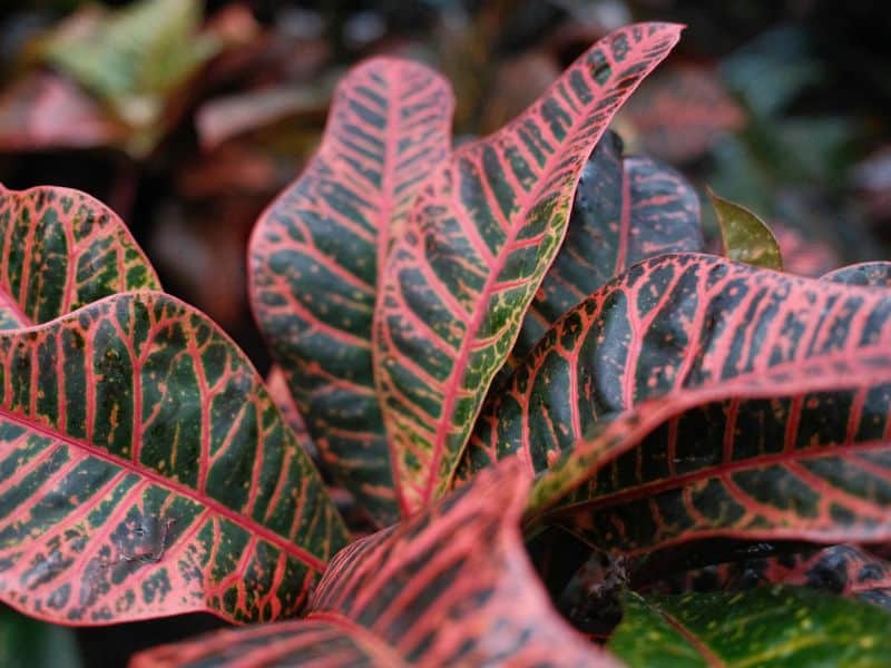 cróton americano com folhas em tons de vermelho, rosa e verde