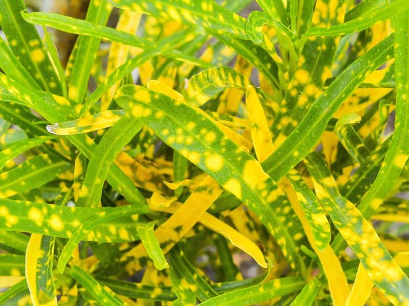 cróton brasileirinho variedade ornamental com folhas finas