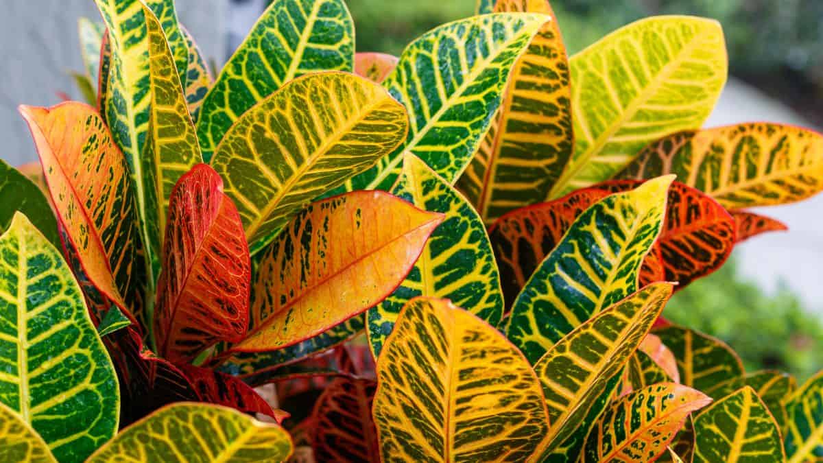cróton com folhas coloridas em tons de verde, amarelo, laranja e vermelho