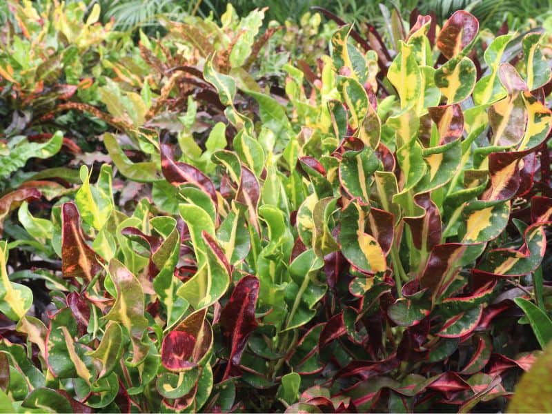 cróton gingha com folhas retorcidas em verde, amarelo e vinho