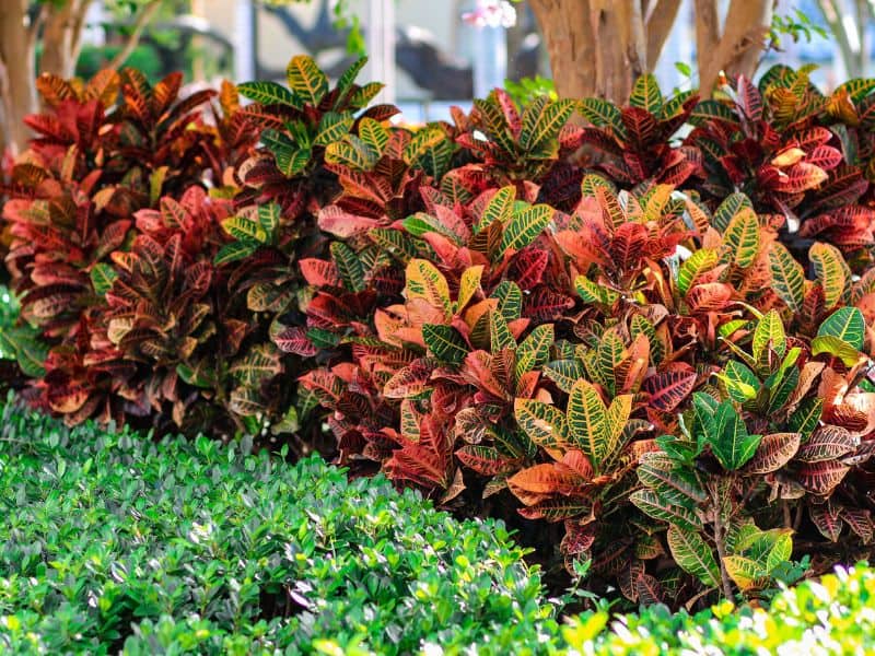 cróton cultivado em jardim com folhas coloridas sob boa luminosidade