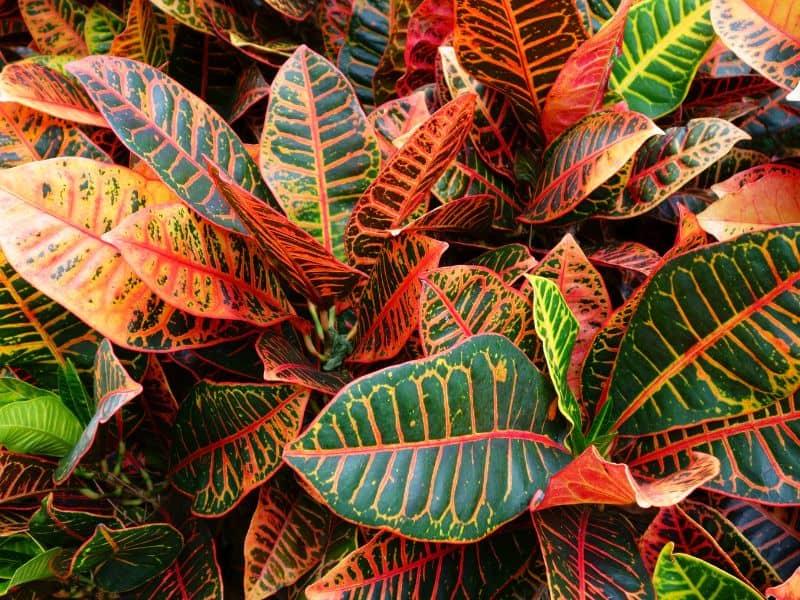 cróton petra com folhas coloridas em verde, amarelo, laranja e vermelho