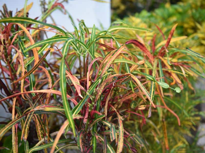 cróton picasso com folhas finas e coloridas em verde, rosa e vermelho