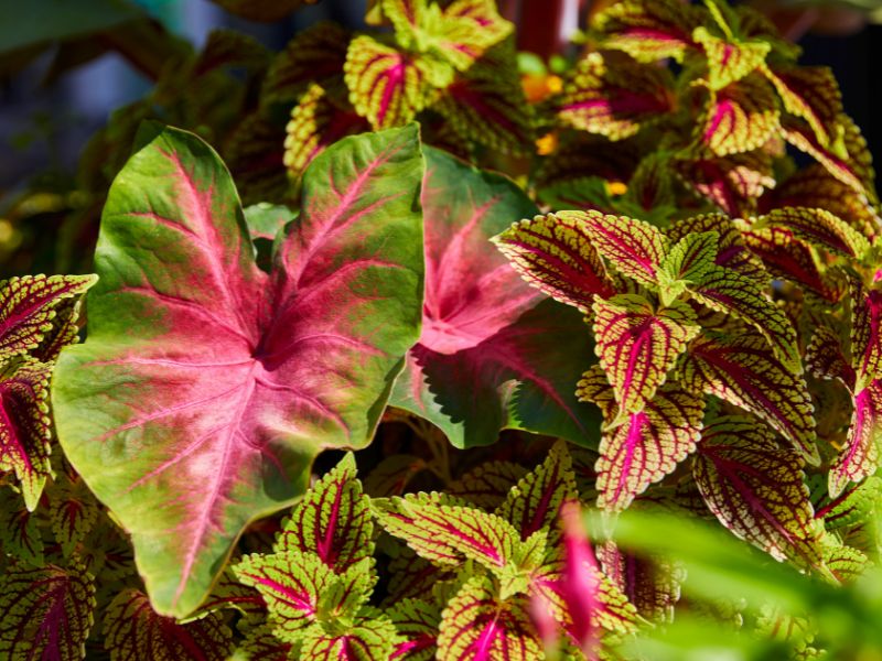 folhagens coloridas com caladium (tinhorão) em composição ornamental no jardim