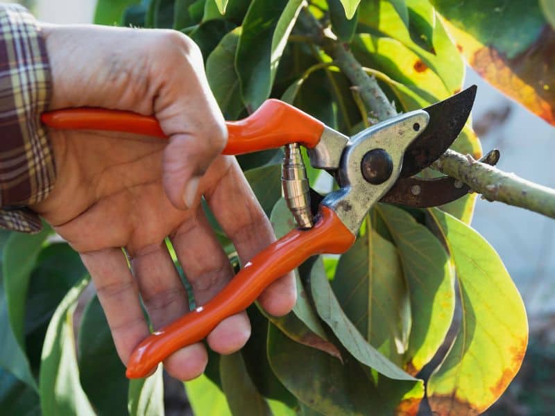 Podas de plantas com tesoura de poda realizando corte em galho para manter a saúde e o crescimento equilibrado