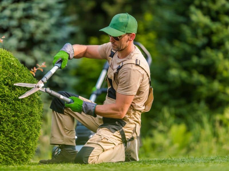 Poda topiária em cerca-viva com tesoura de poda longa para manter formato ornamental