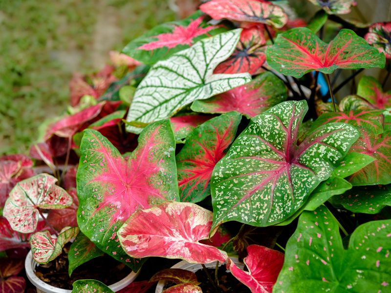 tipos de caladium (tinhorão) com folhagens coloridas em tons de verde, rosa e branco