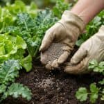 adubo 10 10 10 para que serve em canteiro de horta caseira