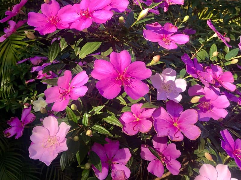 manacá-da-serra com flores em diferentes estágios de floração