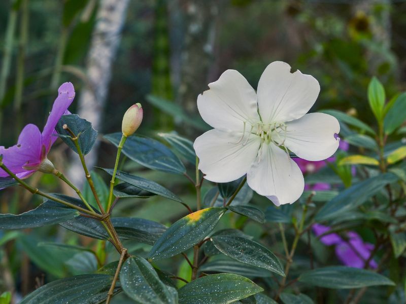 manacá-da-serra com flor branca e mudança delicada de cor