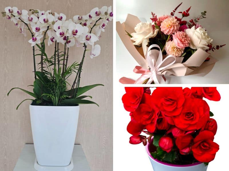 Flores para Dia das Mães em comparação entre buquê, vaso de orquídea e arranjo floral