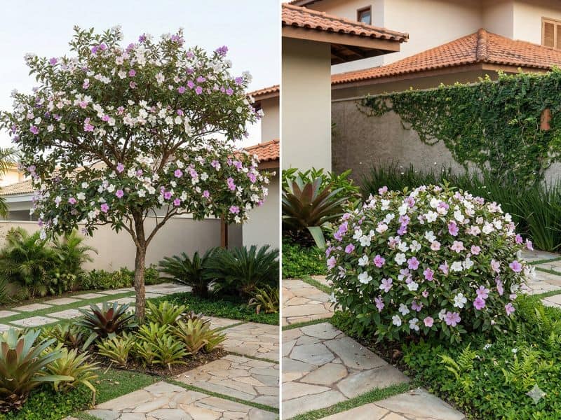 manacá-da-serra com copa arredondada e porte compacto no jardim