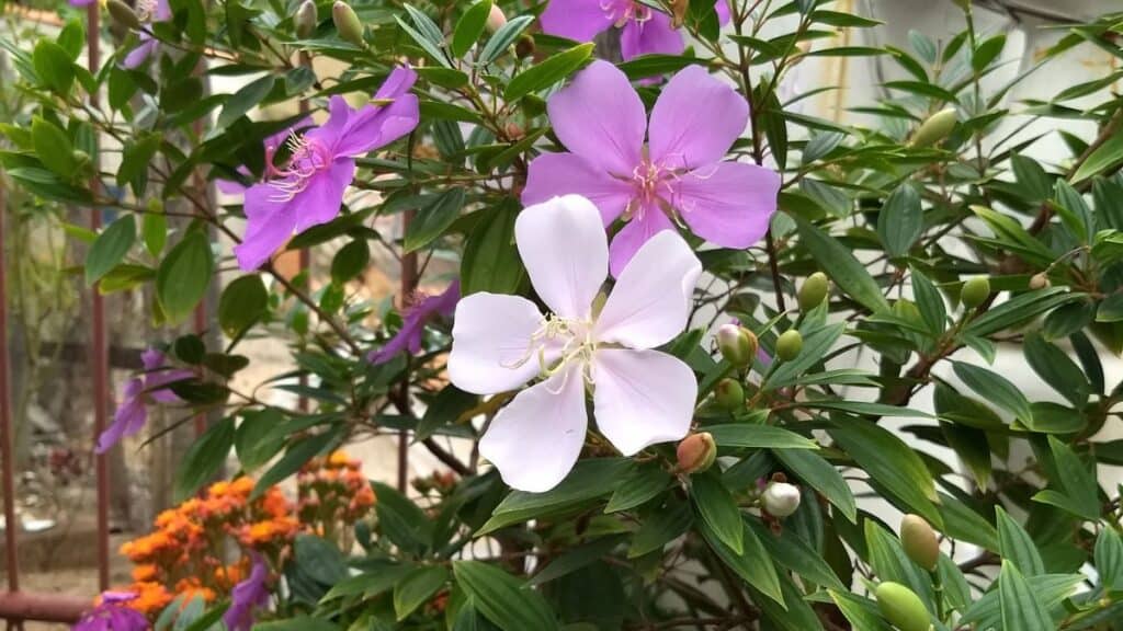 manacá-da-serra com flores em branco, rosa-claro e lilás suave