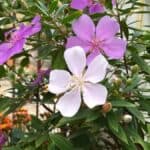 manacá-da-serra com flores em branco, rosa-claro e lilás suave