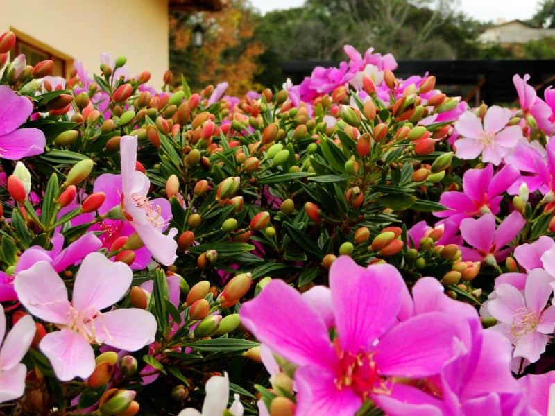 manacá-da-serra florido em local com boa luminosidade