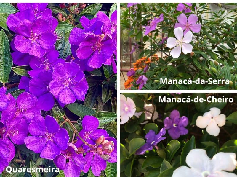 diferenças entre manacá-da-serra, quaresmeira e manacá-de-cheiro