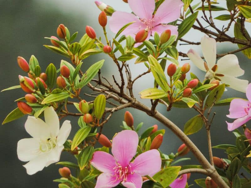 manacá-da-serra com flores brancas e rosas em diferentes estágios