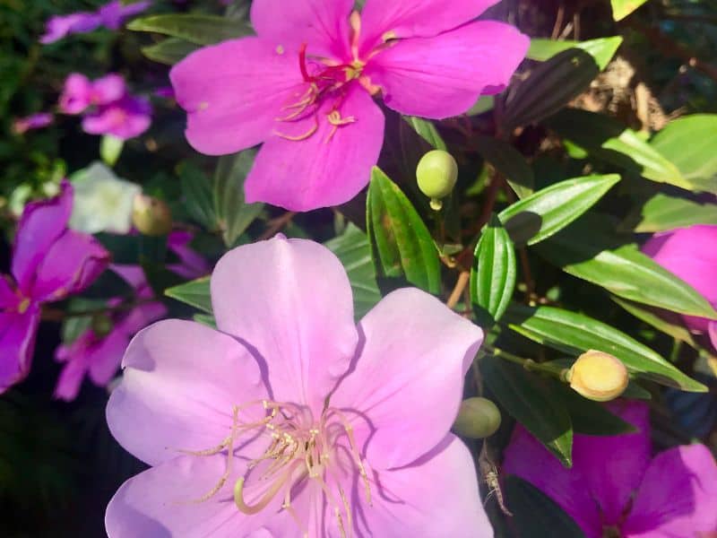 manacá-da-serra com flores em diferentes tonalidades na mesma planta