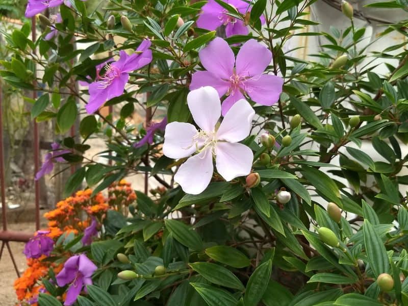 manacá-da-serra com flores em diferentes tons durante a floração