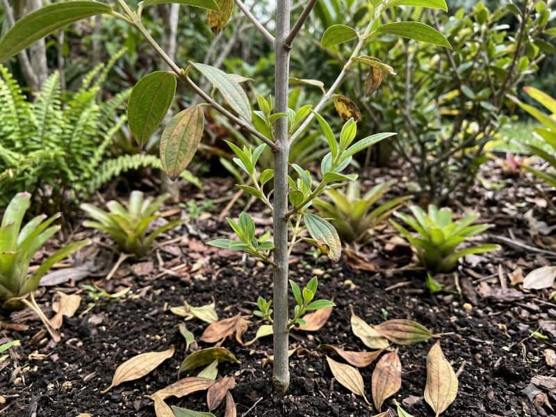 manacá-da-serra com queda de folhas e brotações novas no caule