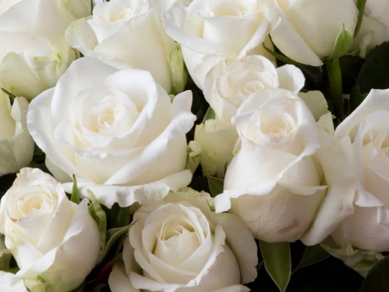 Rosas brancas para Dia dos Namorados em arranjo delicado que simboliza respeito e afeto