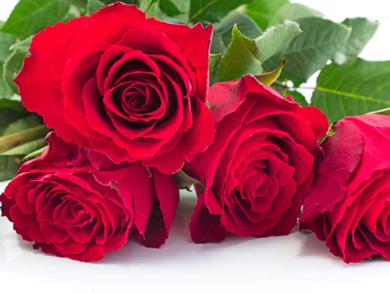 Significado das rosas vermelhas no presente com flores vermelhas intensas para Dia dos Namorados