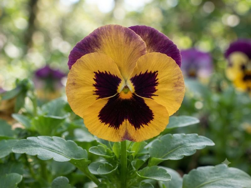 Flor amor-perfeito com manchas que lembram uma carinha de urso