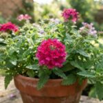 Flor verbena rosa cultivada em vaso sob a luz do sol