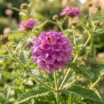 Flor verbena rosa em close com pequenas flores reunidas em cachos