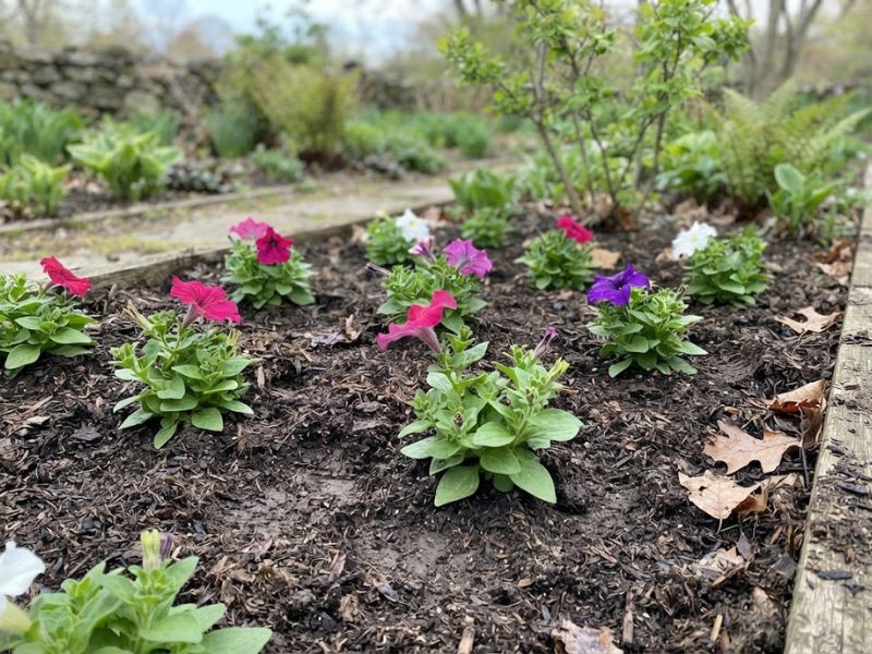 Mudas de flor petúnia plantadas em canteiro durante uma época de clima ameno