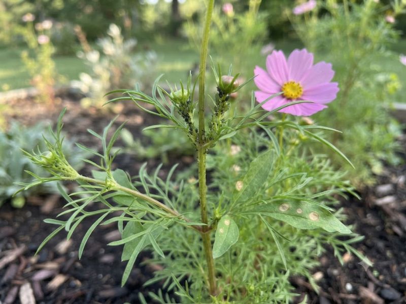 Planta cosmos com pulgões nos brotos e manchas leves nas folhas