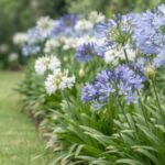 Agapantos azuis e brancos floridos em um canteiro de jardim