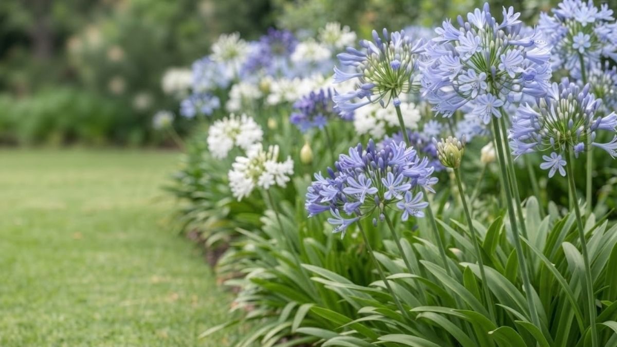 Agapantos azuis e brancos floridos em um canteiro de jardim