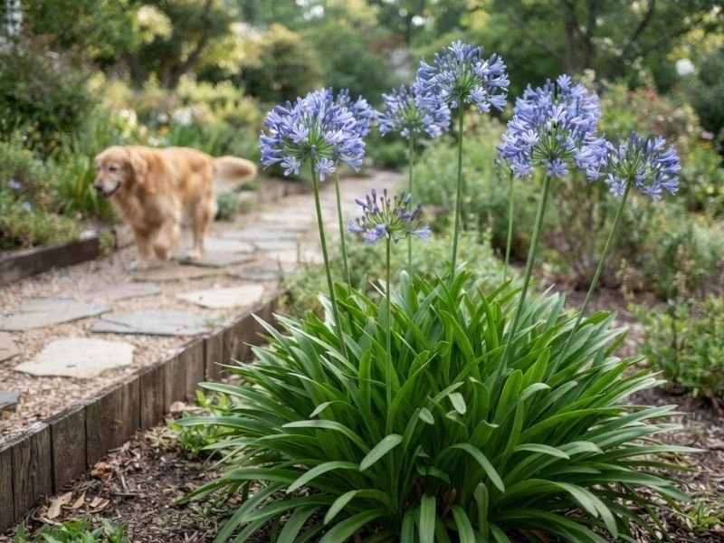 Agapantos floridos em jardim frequentado por um cachorro