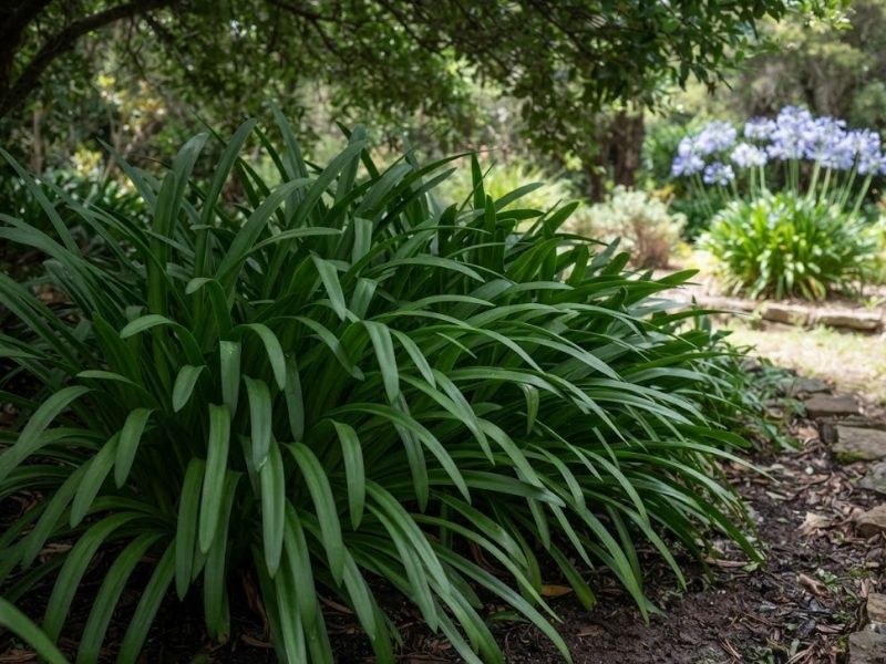 Touceira adulta de agapanto com muitas folhas e nenhuma haste floral