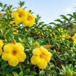 Alamanda amarela florida com flores amarelas e folhagem verde em jardim