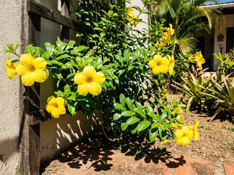 Alamanda amarela florida recebendo sol direto em jardim