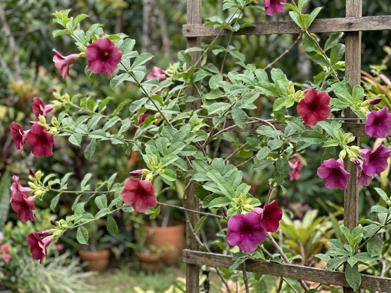 Alamanda roxa com flores rosa púrpura e folhas verdes em jardim