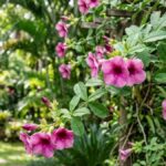 Alamanda roxa florida com ramos e flores rosa púrpura em jardim