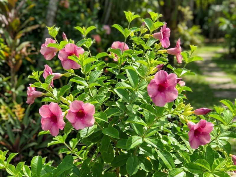 Alamanda roxa florida recebendo sol direto em jardim