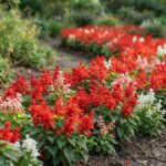 Canteiro curvo de alegria de jardim com flores vermelhas, rosas e brancas