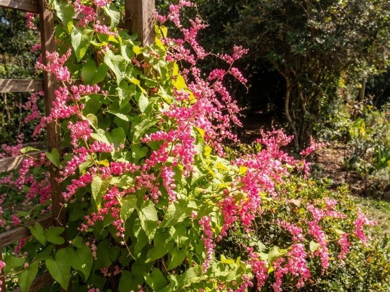 Amor agarradinho florido recebendo sol direto no jardim