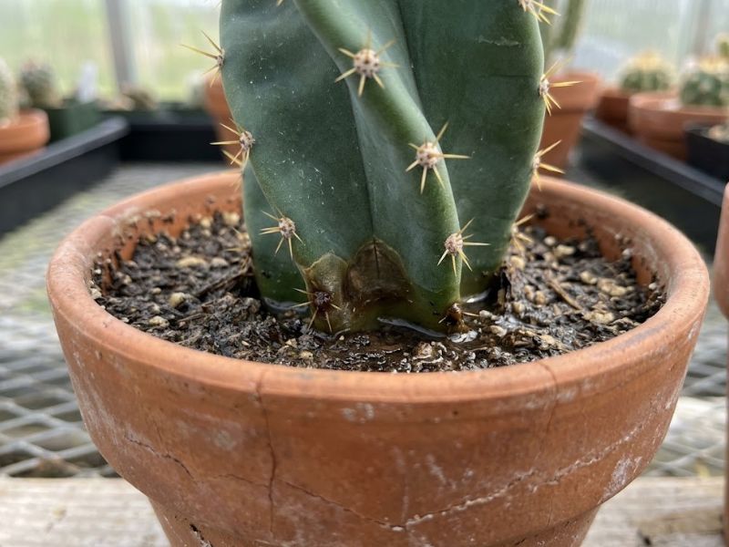 Área escura e amolecida na base de um cacto parafuso