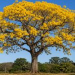 Árvore ipê-amarelo adulta com copa coberta por flores amarelas e sem folhas